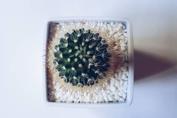 Cactus; sensitivity for surroundings